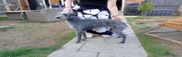 Lurcher dogs for stud: Bedlington lurcher stud dog - Advert 1