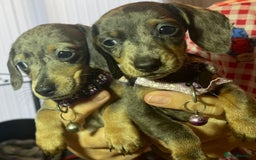 Dachshund dogs for sale: 5 beautiful miniature short haired dachshunds - Image 26