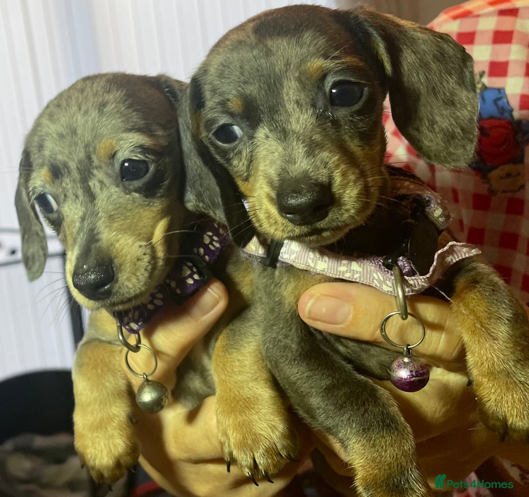 Dachshund dogs for sale: 5 beautiful miniature short haired dachshunds - Image 26