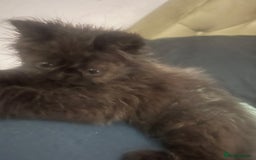 Persian cats for sale: Gorgeous Persians gccf registered pkd neg   - Image 24
