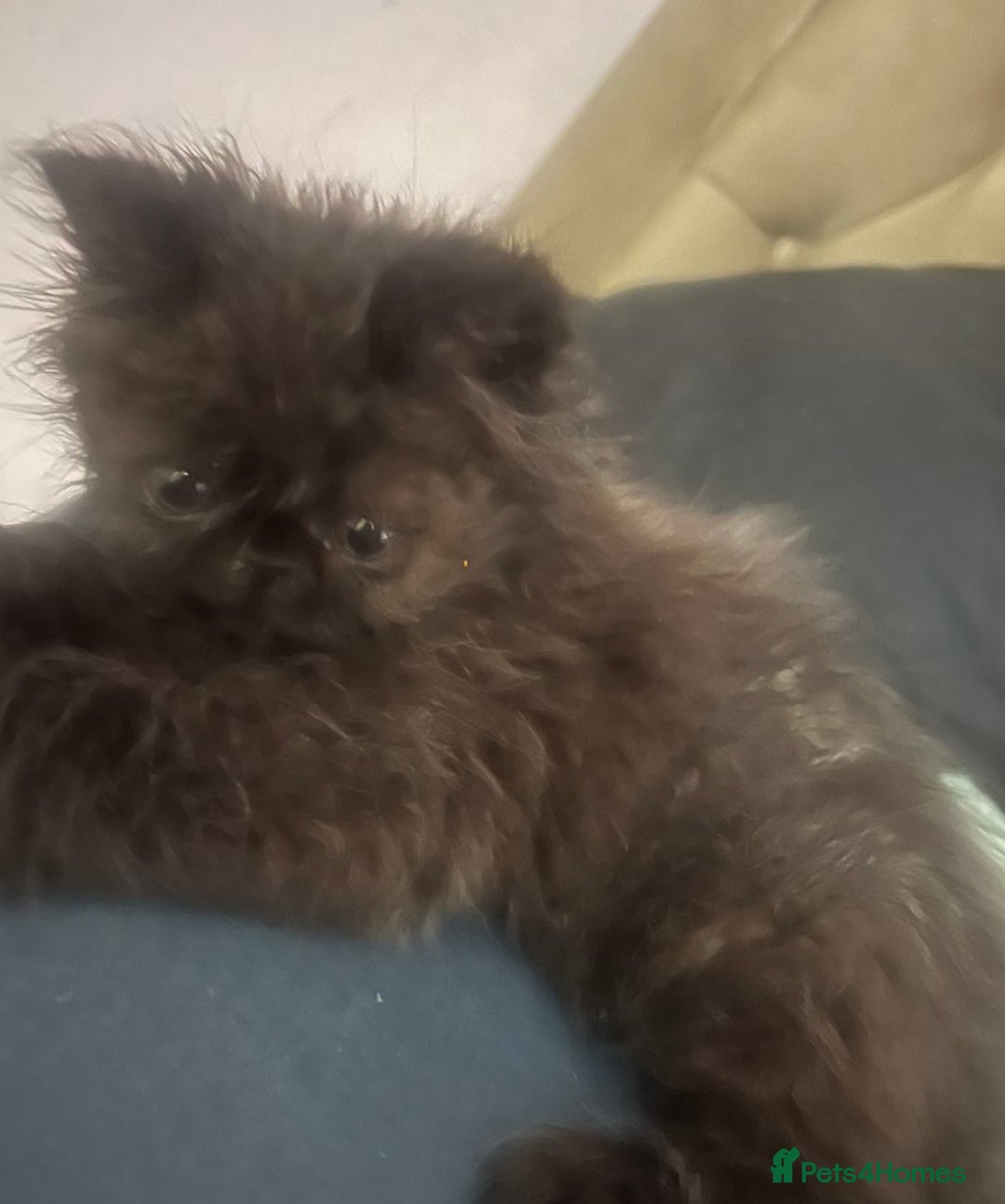 Persian cats for sale: Gorgeous Persians gccf registered pkd neg   - Image 24