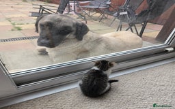 Mixed Breed cats for sale: 3 beautiful playful kittens ready for rehome - Image 14