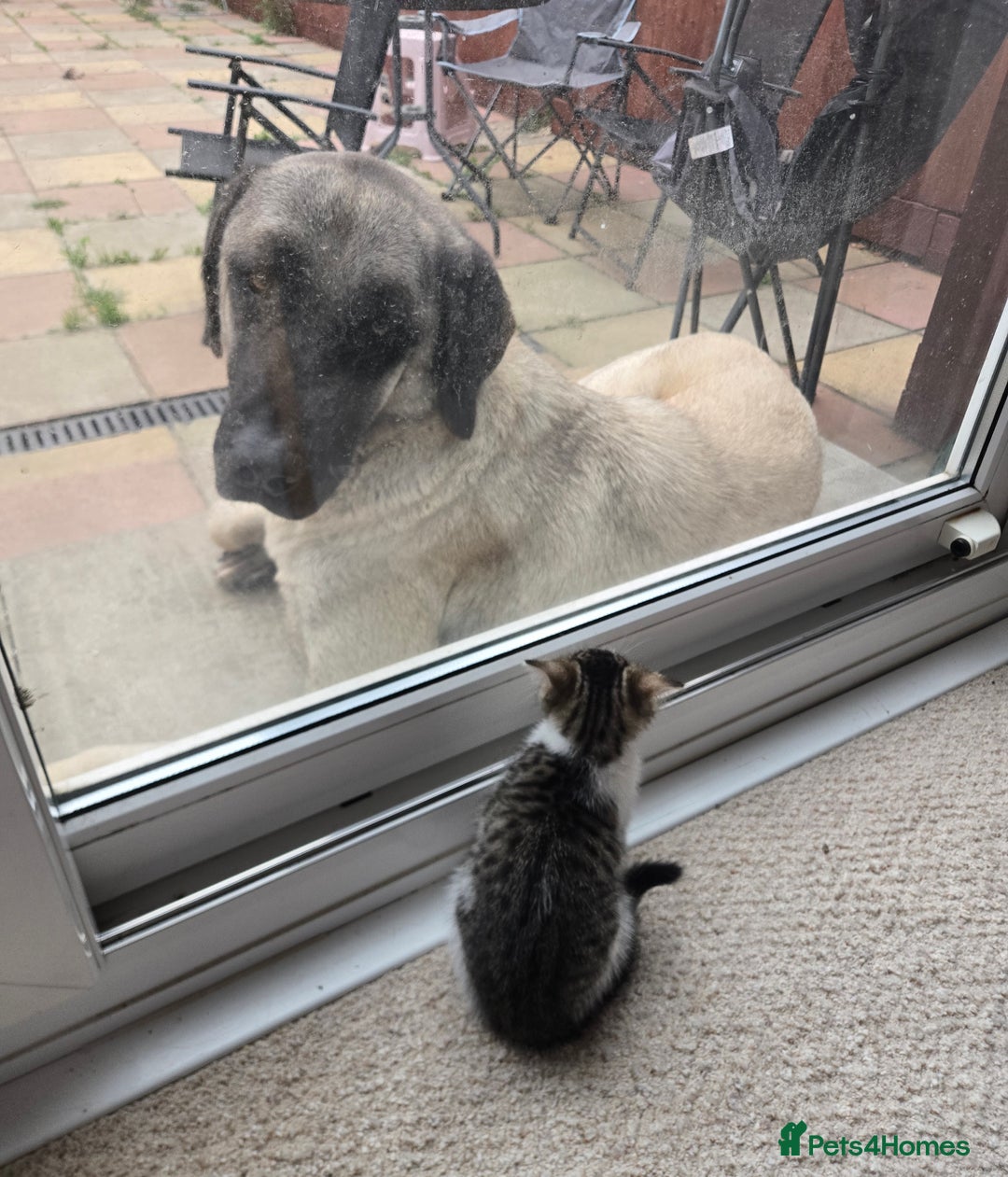 Mixed Breed cats for sale: 3 beautiful playful kittens ready for rehome - Image 14
