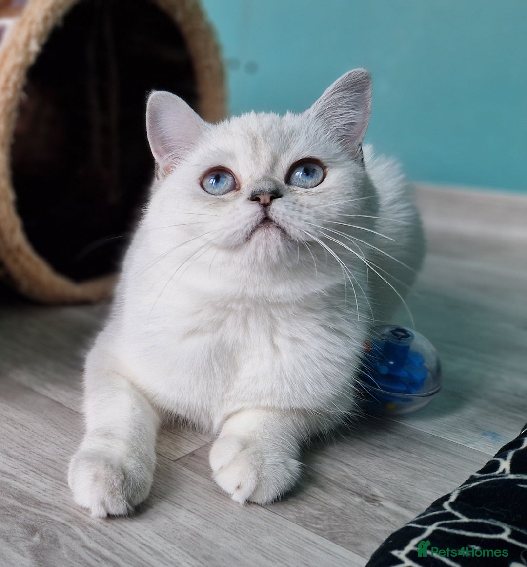 Scottish Fold cats for sale: Scottish straight girl❤️,looking for a sweet🏠 - Advert 2