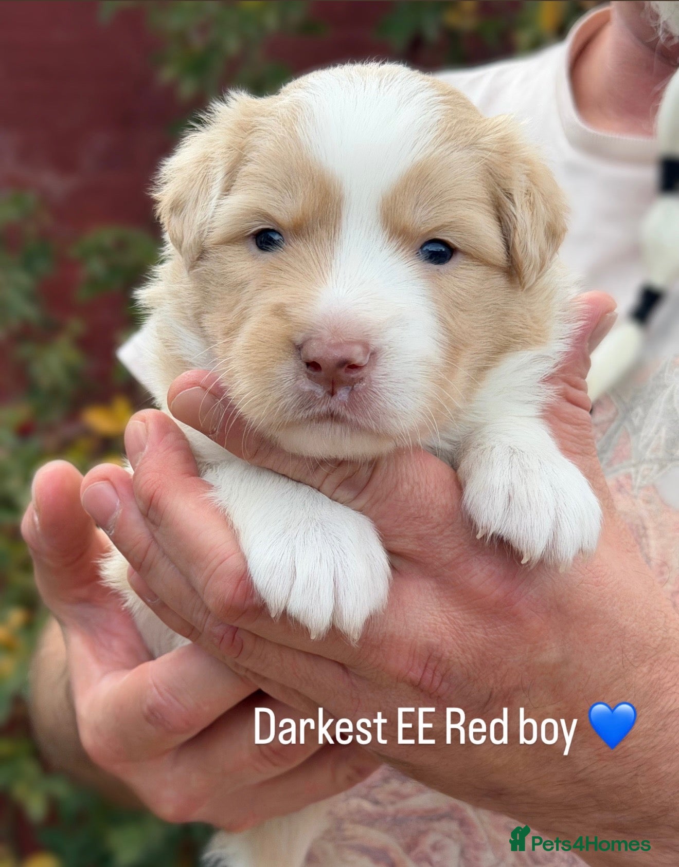 Border Collie dogs Beautiful Champion Line Puppies  - Advert 1