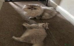 British Longhair cats for sale: British long hair kittens for sale  - Image 4