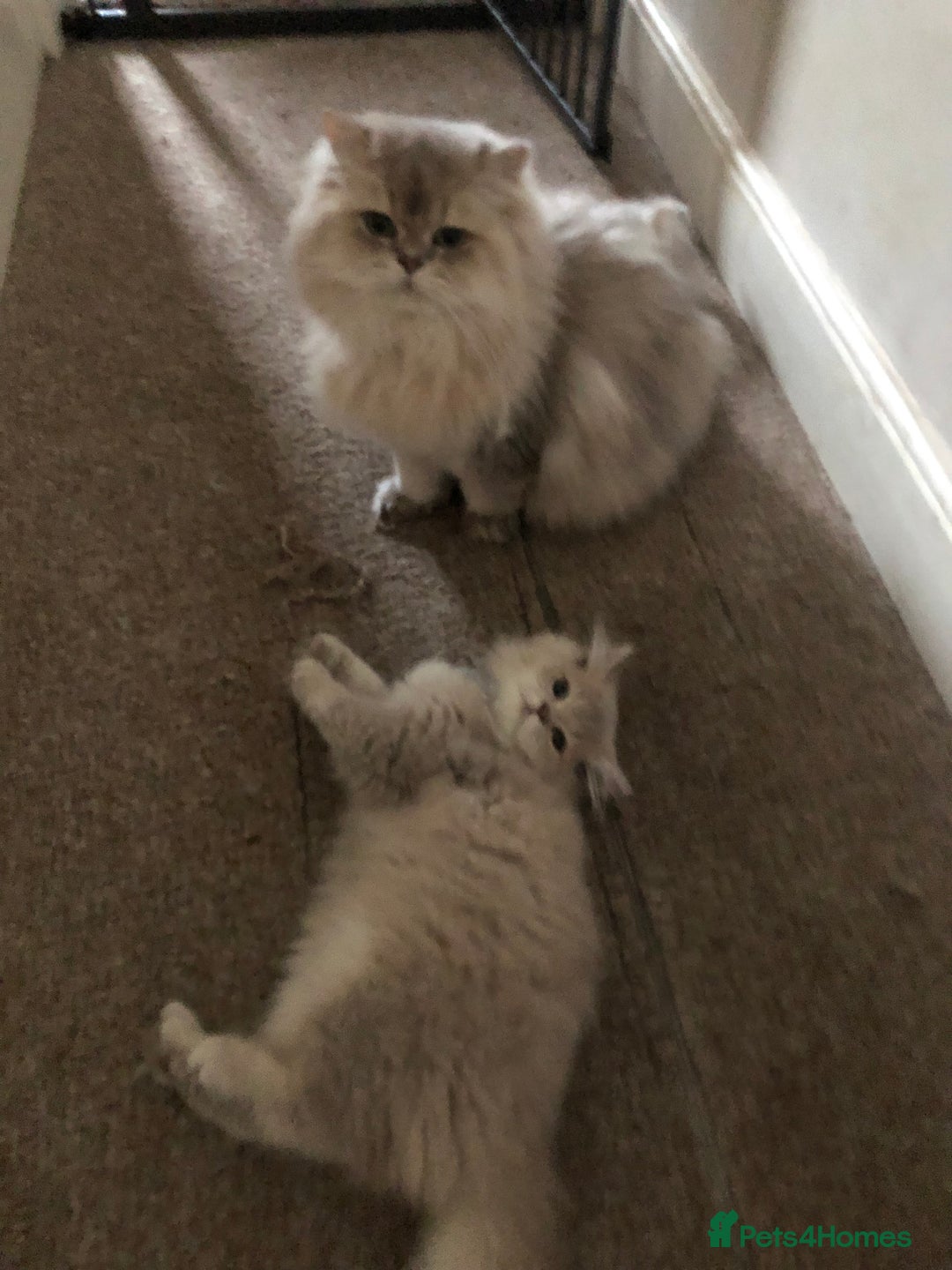 British Longhair cats for sale: British long hair kittens for sale  - Image 4