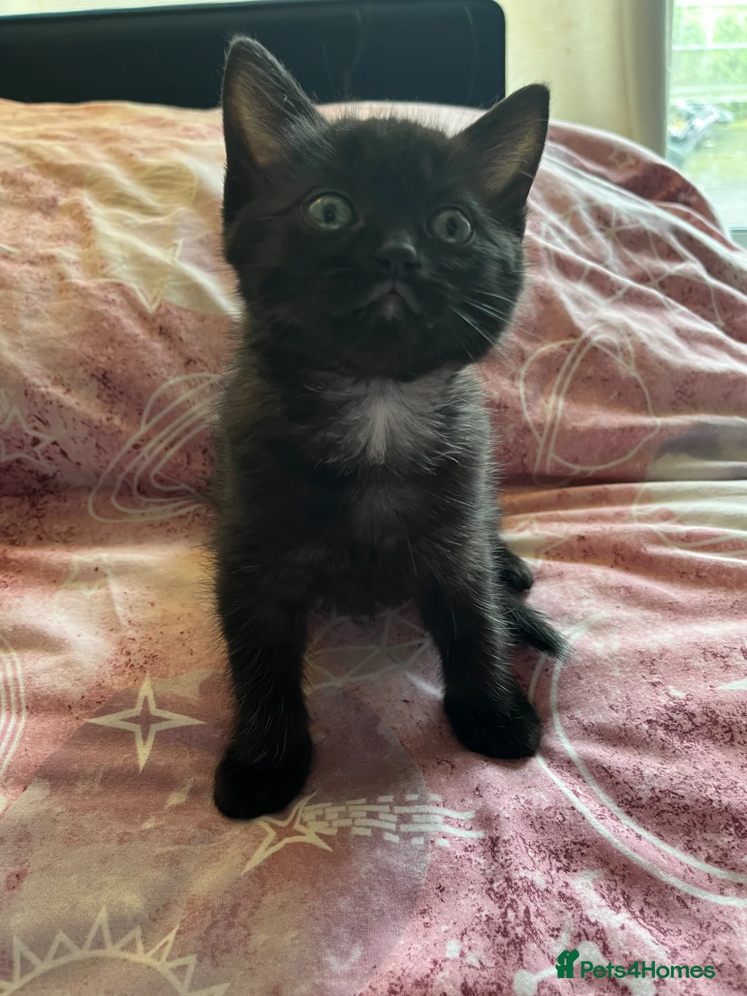 Ragdoll cats for sale: Ragdoll cross kittens with ghost tabby markings - Advert 1