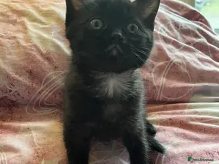 Ragdoll cats Ragdoll cross kittens with ghost tabby markings - Advert 10