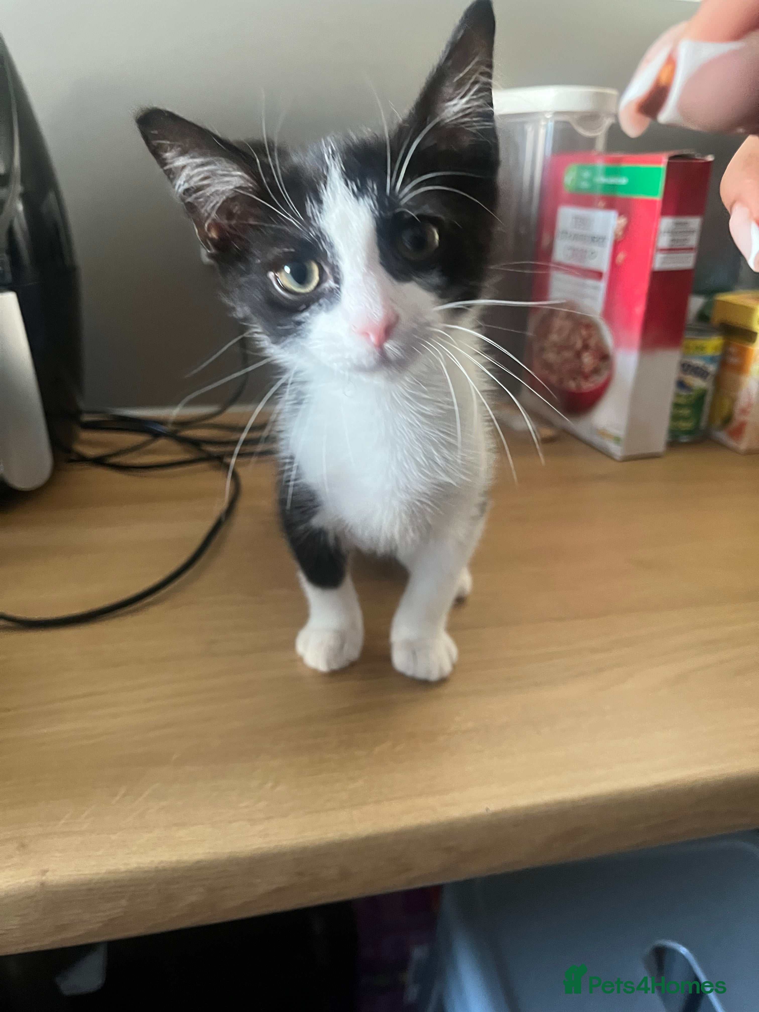 Mixed Breed cats boy kitten for sale  - Advert 2