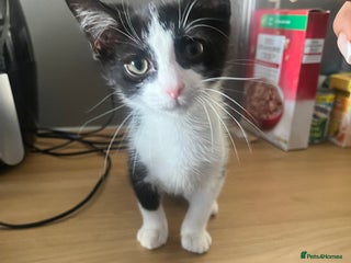 Mixed Breed cats boy kitten for sale - Advert 1