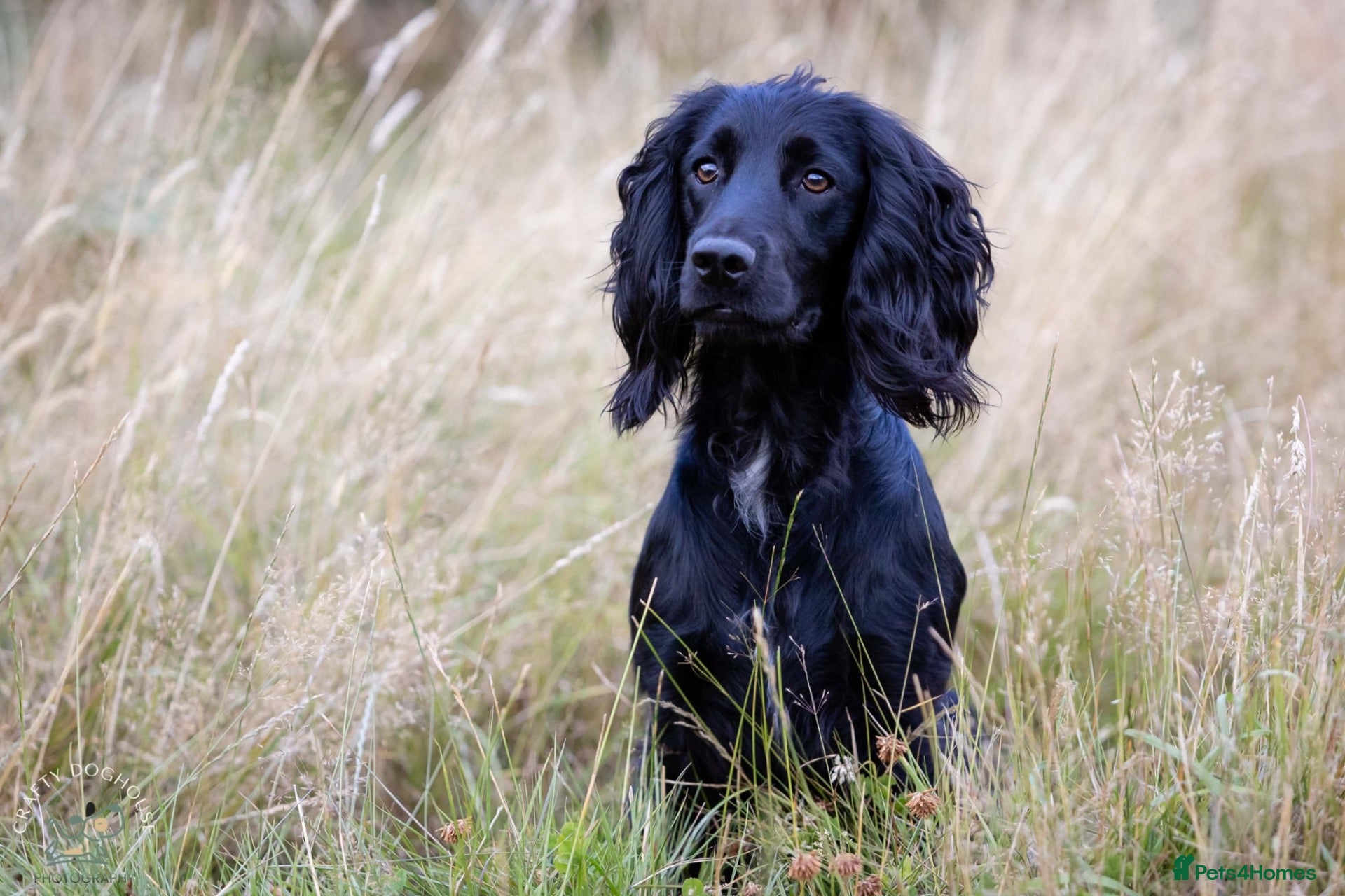 Cocker Spaniel dogs AT STUD Working Cocker - Advert 9