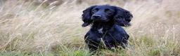 Cocker Spaniel dogs for stud: AT STUD Working Cocker - Advert 1