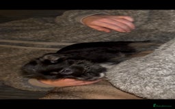 Mixed Breed dogs for sale: Very adorable Shih tzu for sale , 2 boys and 1girl - Advert 12