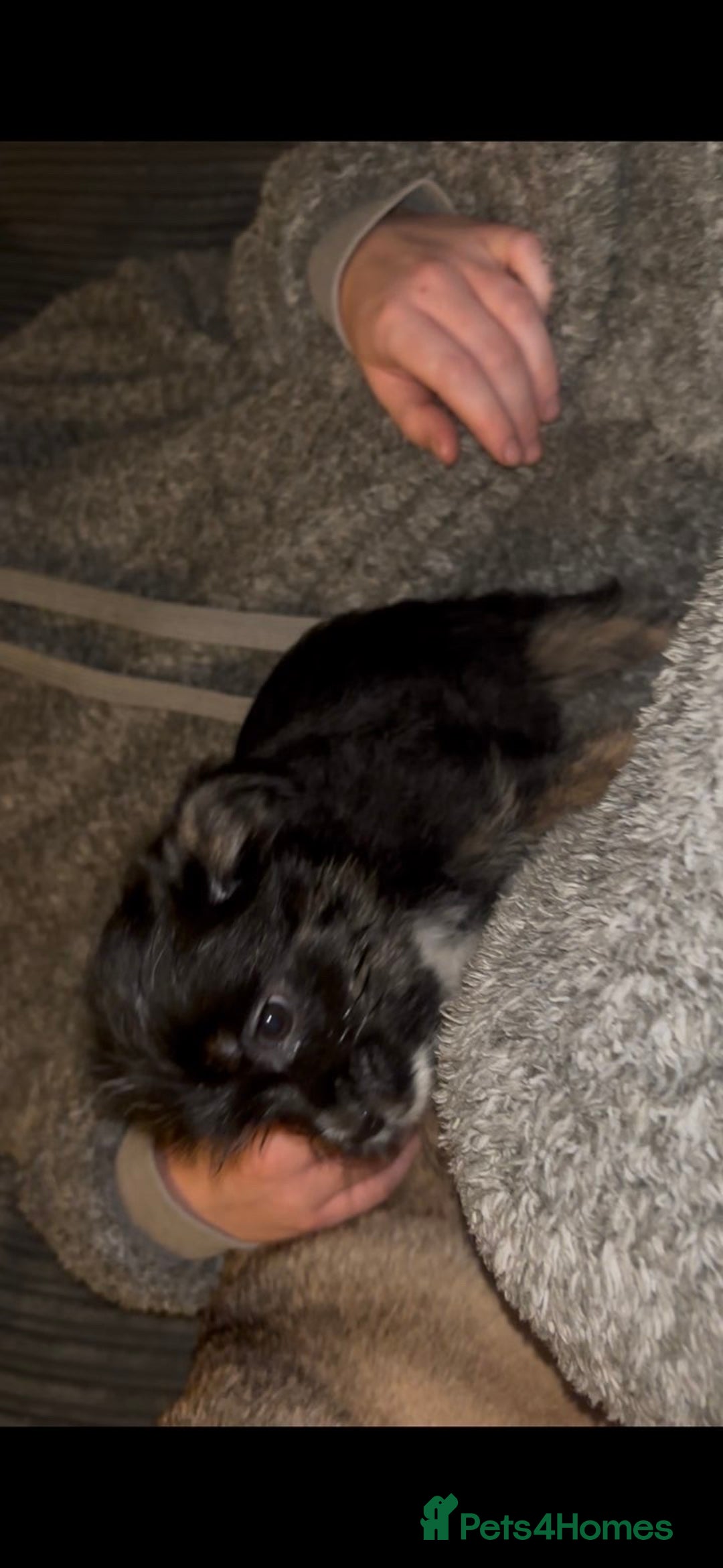 Mixed Breed dogs for sale: Very adorable Shih tzu for sale , 2 boys and 1girl - Advert 12