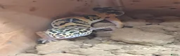 Gecko reptiles for sale: Leopard gecko in Braintree - Advert 2