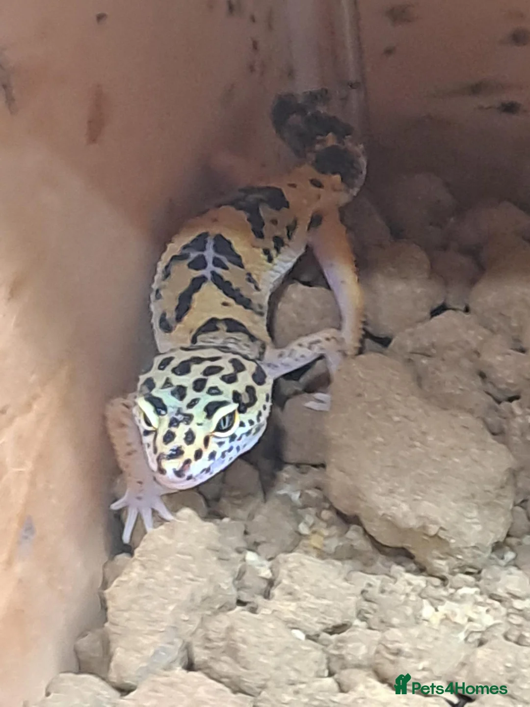 Gecko reptiles for sale: Leopard gecko in Braintree - Advert 2