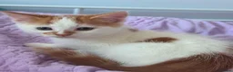 Mixed Breed cats for sale: Three adorable kittens  in Girvan - Advert 5