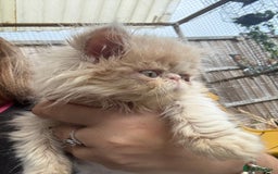 Persian cats for sale: GCCF registered Persian boy! (Colourpoint carrier) - Image 12