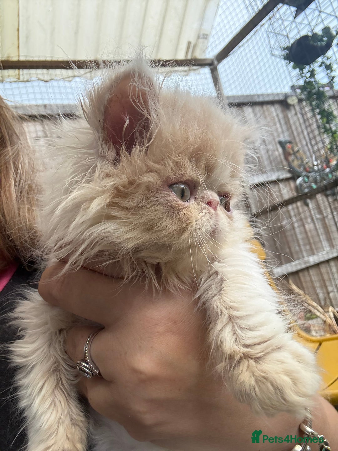 Persian cats for sale: GCCF registered Persian boy! (Colourpoint carrier) - Image 12