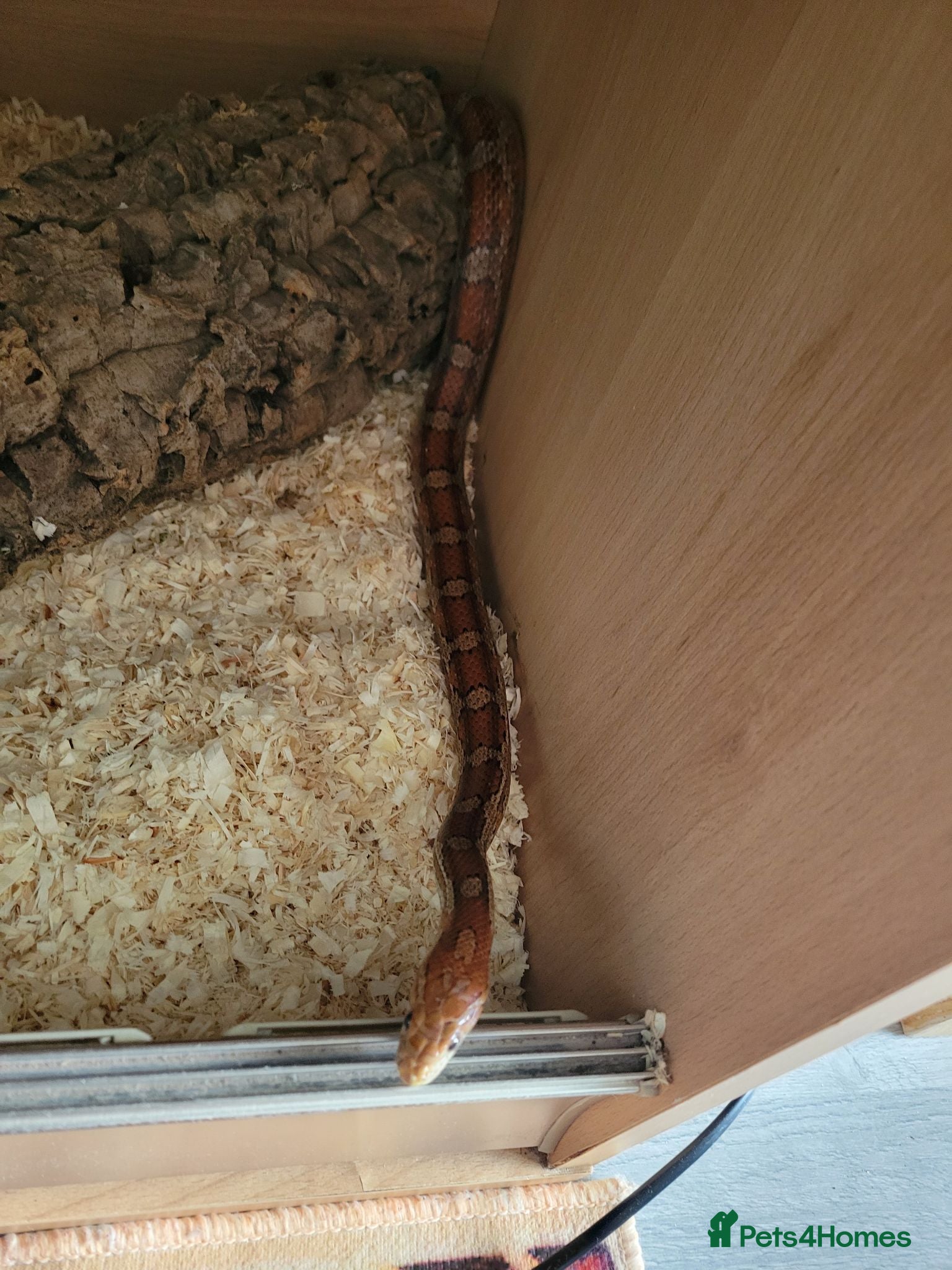 Corn Snake reptiles Corn snakes  - Advert 1