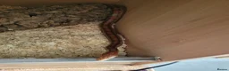 Corn Snake reptiles for sale: Corn snakes  - Advert 1