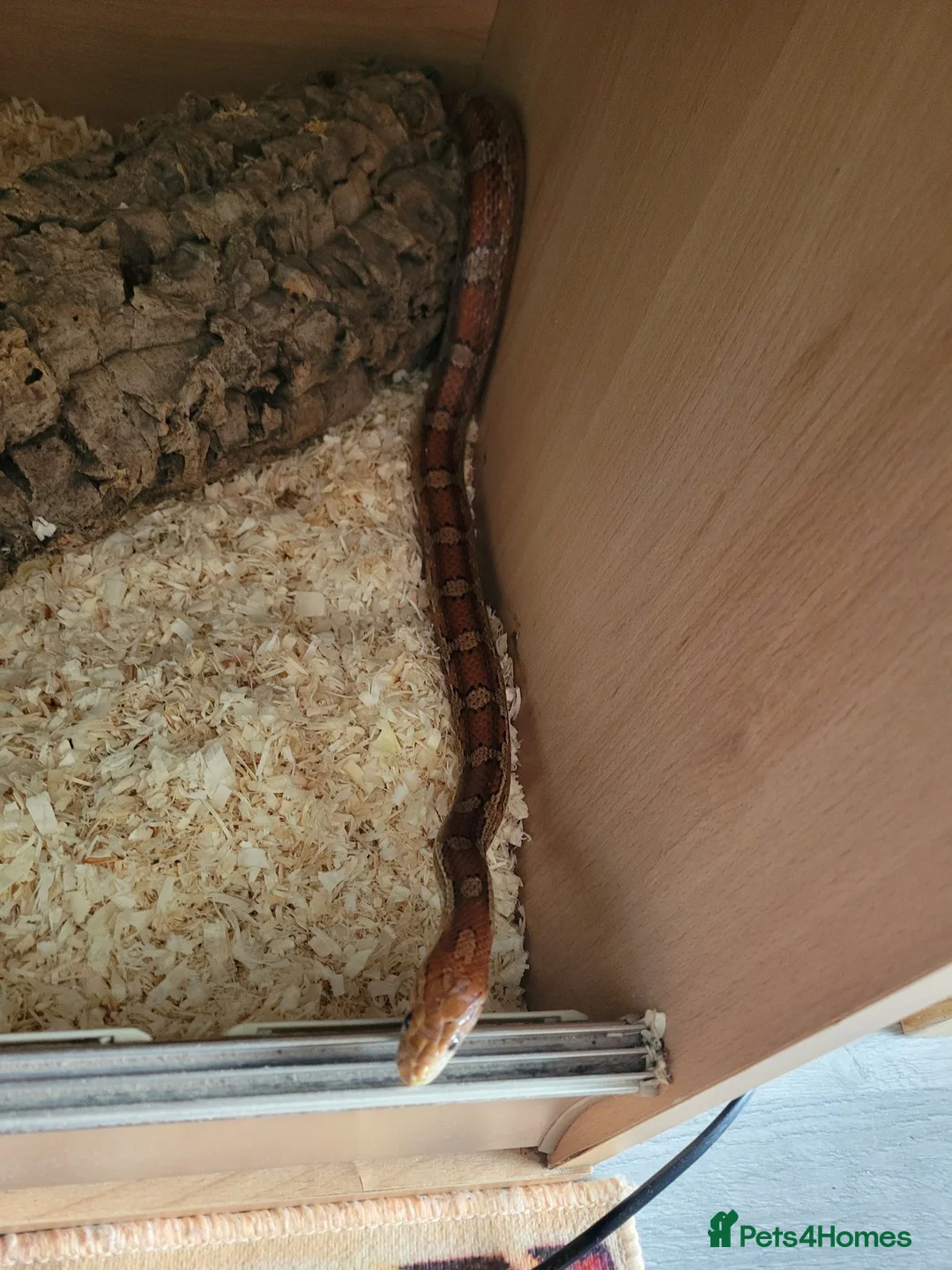 Corn Snake reptiles for sale: Corn snakes  - Advert 1