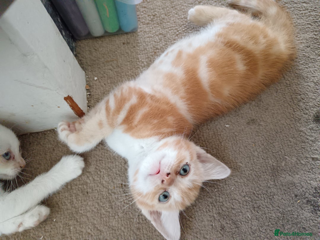 Domestic Shorthair cats for sale: 3 beautiful kittens - Image 13