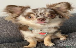 Chihuahua dogs for sale: Merle Chihuahua Puppys - Image 5