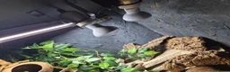 Leopard Gecko reptiles for sale: 3x female leopard geckos with amazing setup - Advert 8