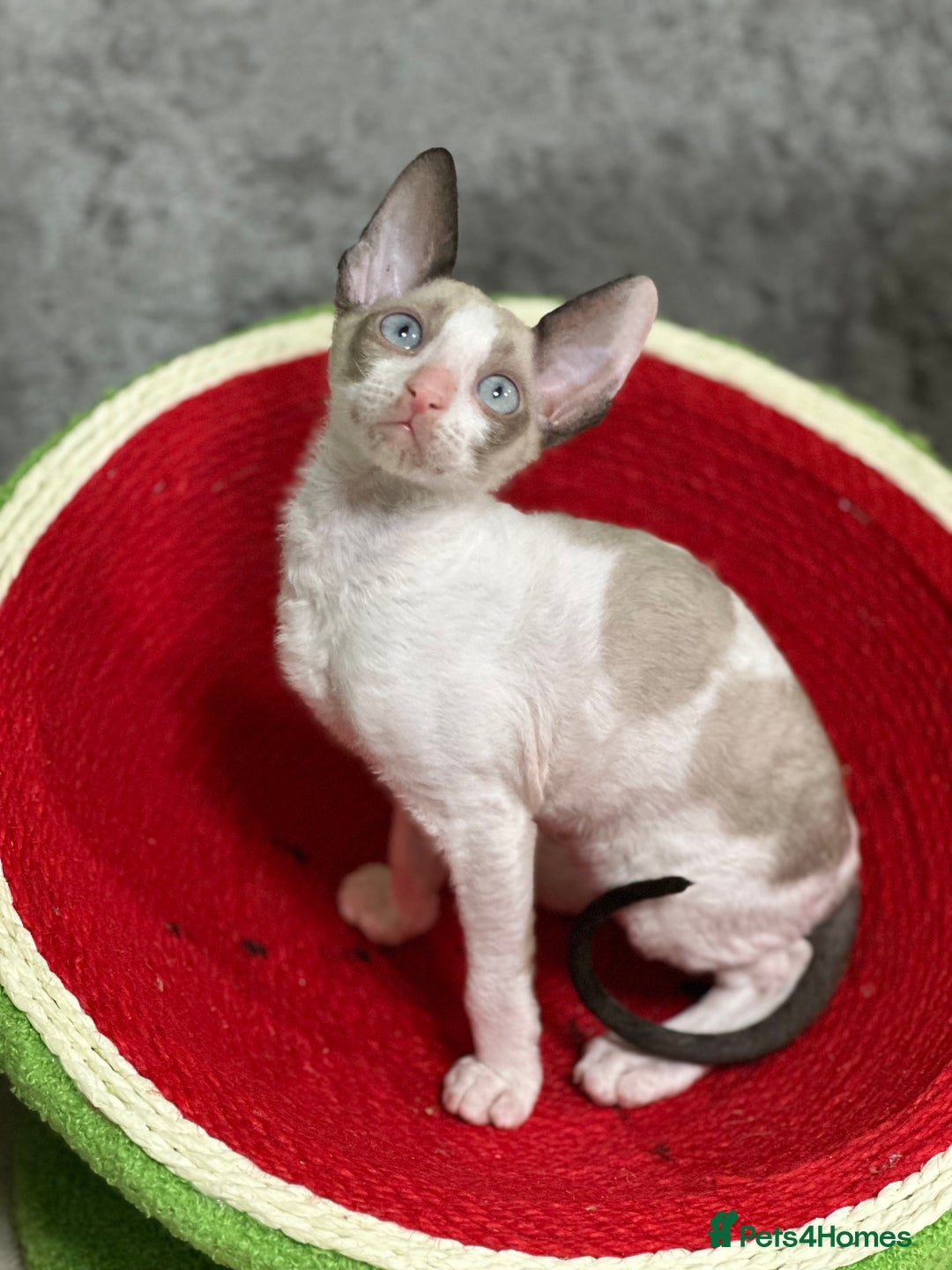 Cornish Rex cats for sale: 🌟Cornish Rex Kittens — Blue Eyes, Champion Line🌟 - Advert 10