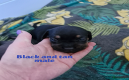 Mixed Breed dogs for sale: French bulldog X dashund puppies  - Image 4