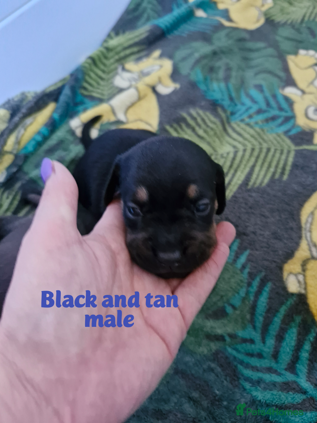 Mixed Breed dogs for sale: French bulldog X dashund puppies  - Image 4