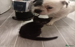Mixed Breed cats for sale: 9 week old kittens  - Image 2