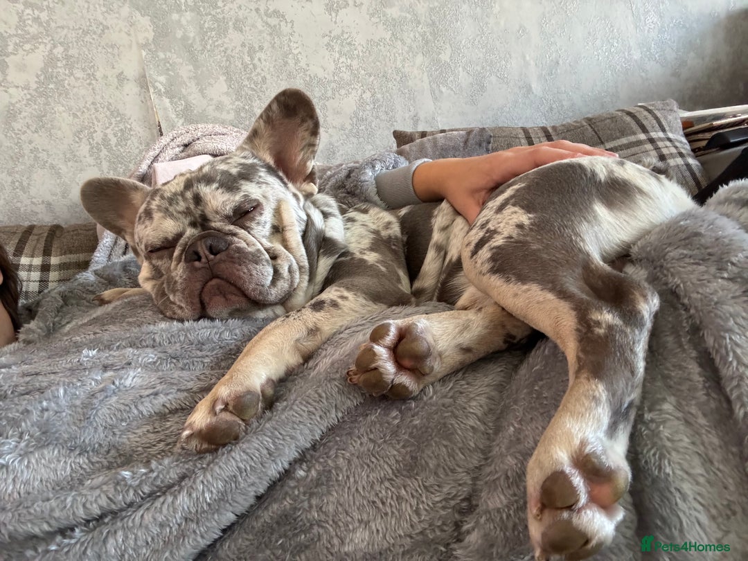 French Bulldog dogs for sale: Male Merle French bulldog  - Image 2