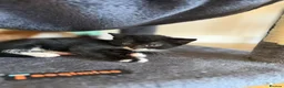 Mixed Breed cats for sale: 6 beautiful kittens  in Bilston - Advert 7