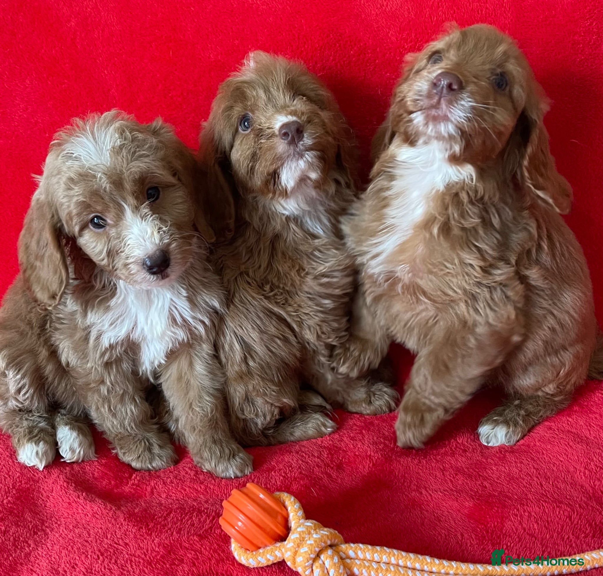 Cockapoo dogs Beautiful F1 cockerpoo pups NOW READY - Advert 1