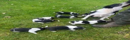 Mixed Breed dogs for sale: Collie X cocker puppies - Advert 27