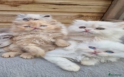 Persian cats for sale: BEAUTIFUL DOLL FACE FULL PERSIAN LONG HAIR KITTEN - Advert 17