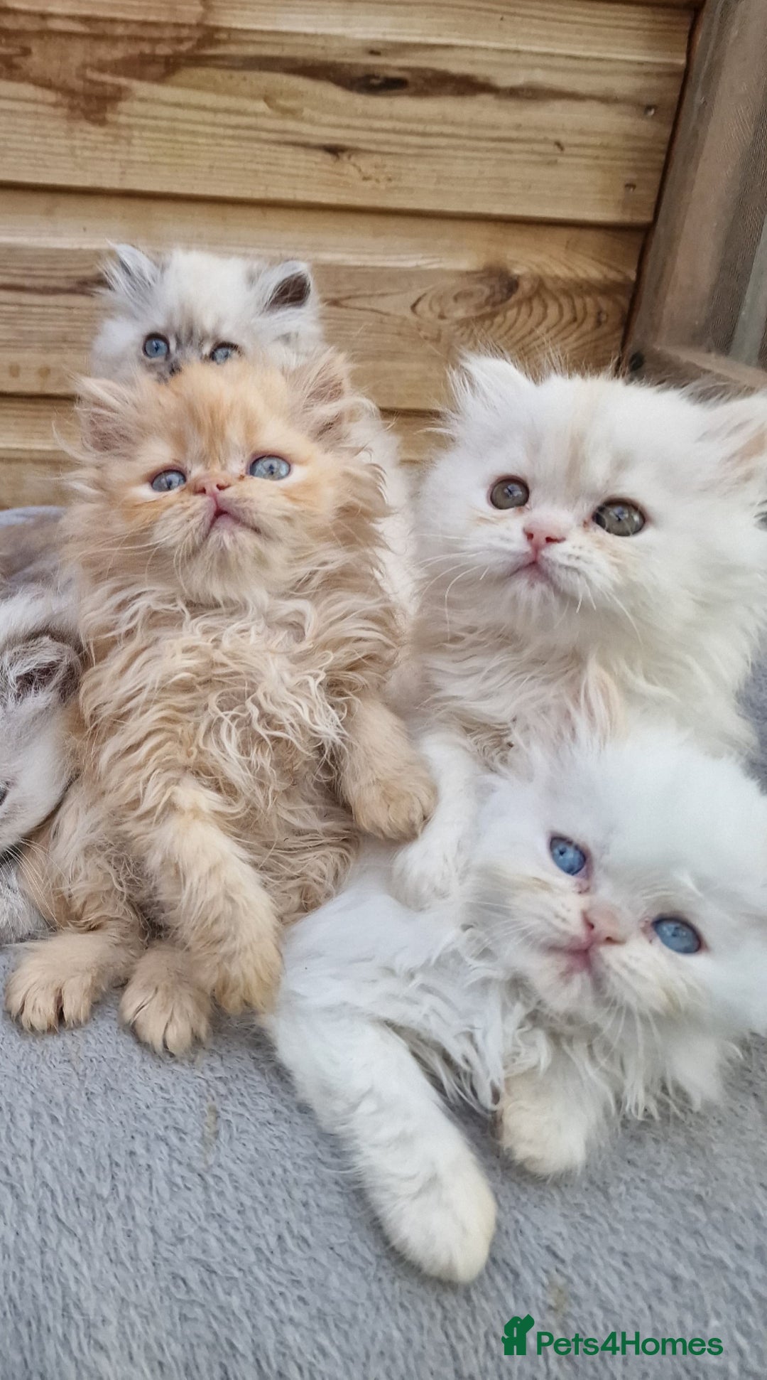 Persian cats for sale: BEAUTIFUL DOLL FACE FULL PERSIAN LONG HAIR KITTEN - Advert 17