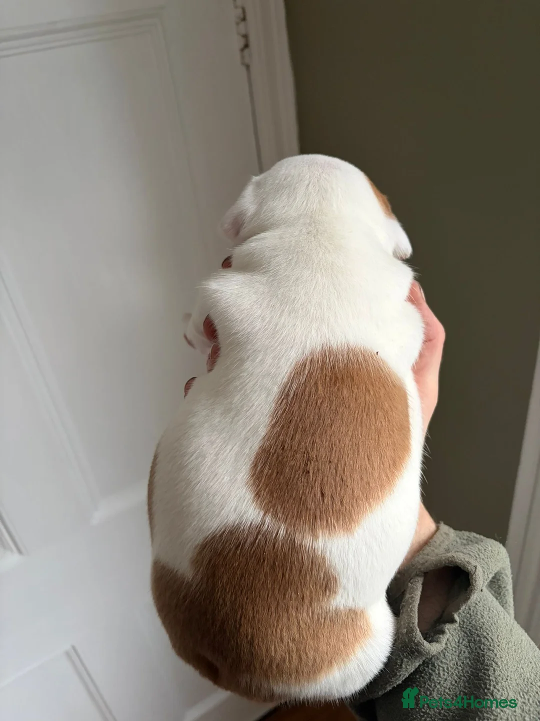 Staffordshire Bull Terrier dogs for sale: Stunning litter of 5 red/pied Staffies. Coi 3.8% - Advert 5