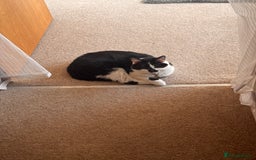 Domestic Shorthair cats for sale: Rehoming 2 year old Phantom £0 - Image 9