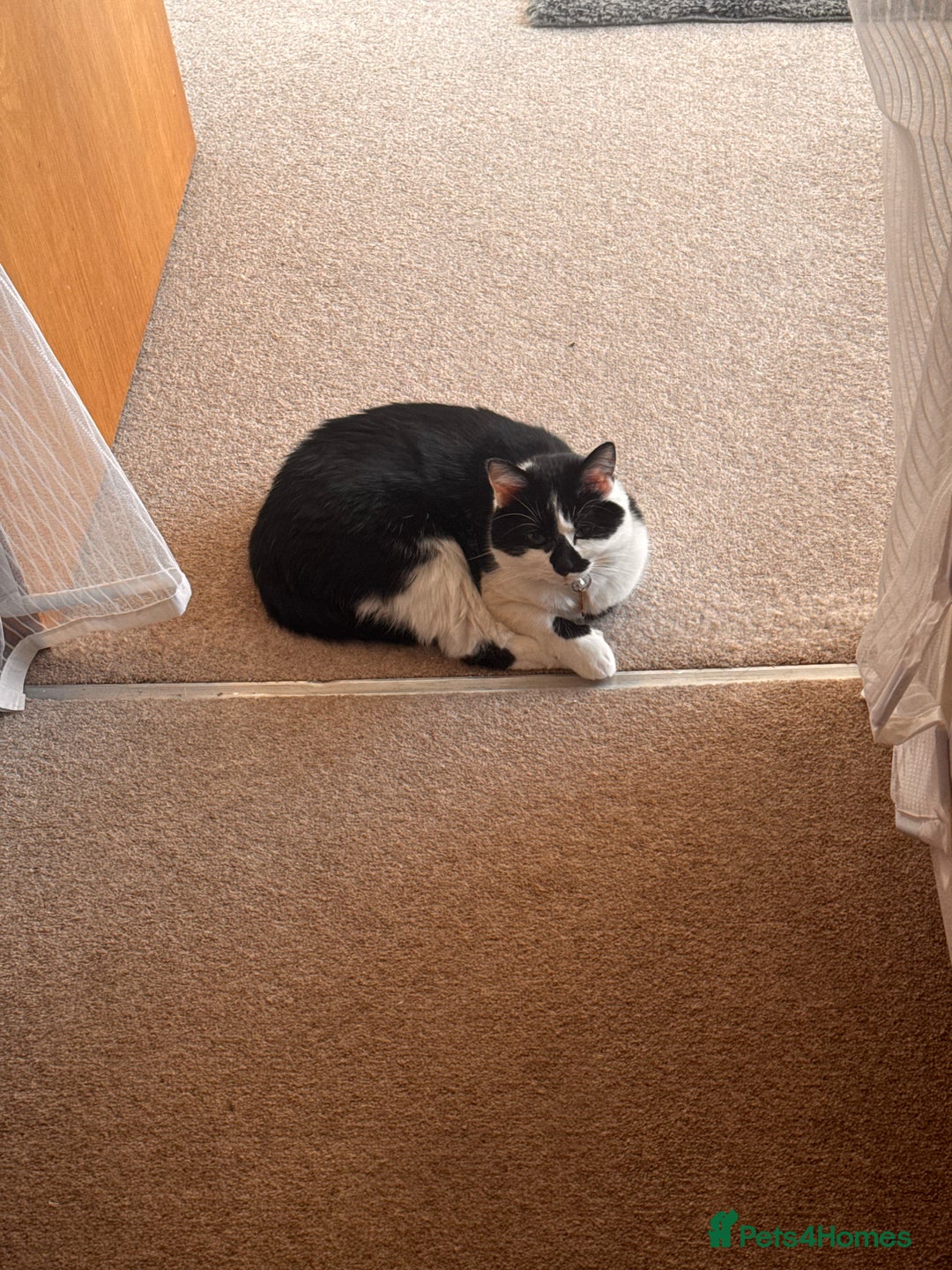 Domestic Shorthair cats for sale: Rehoming 2 year old Phantom £0 - Image 9