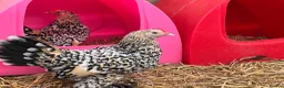 Chickens poultry for sale: Sablepoot bantam chicks, growers, hens, eggs - Advert 6
