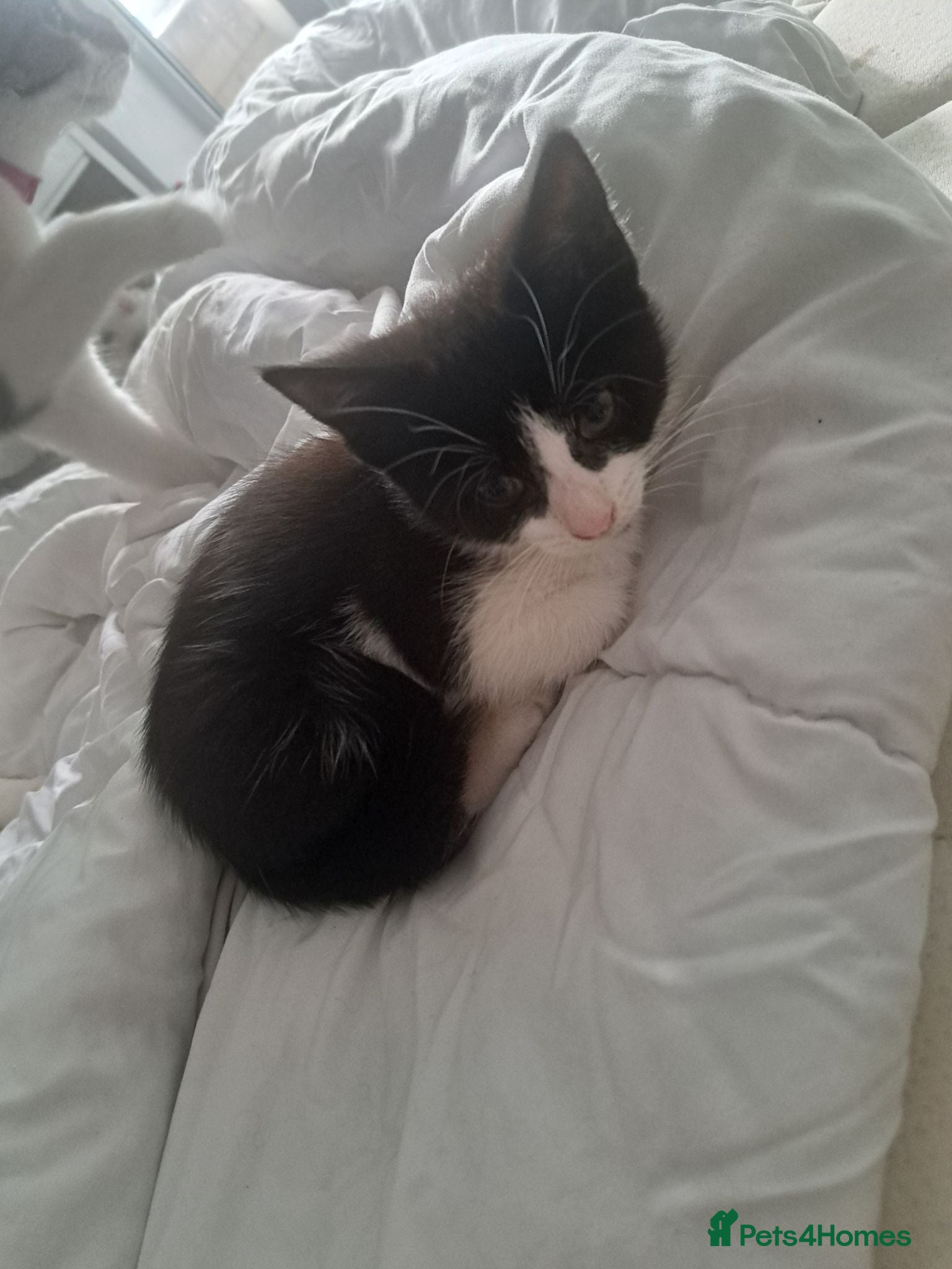Mixed Breed cats Kittens looking for forever home  - Advert 1