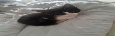 Kitten 2