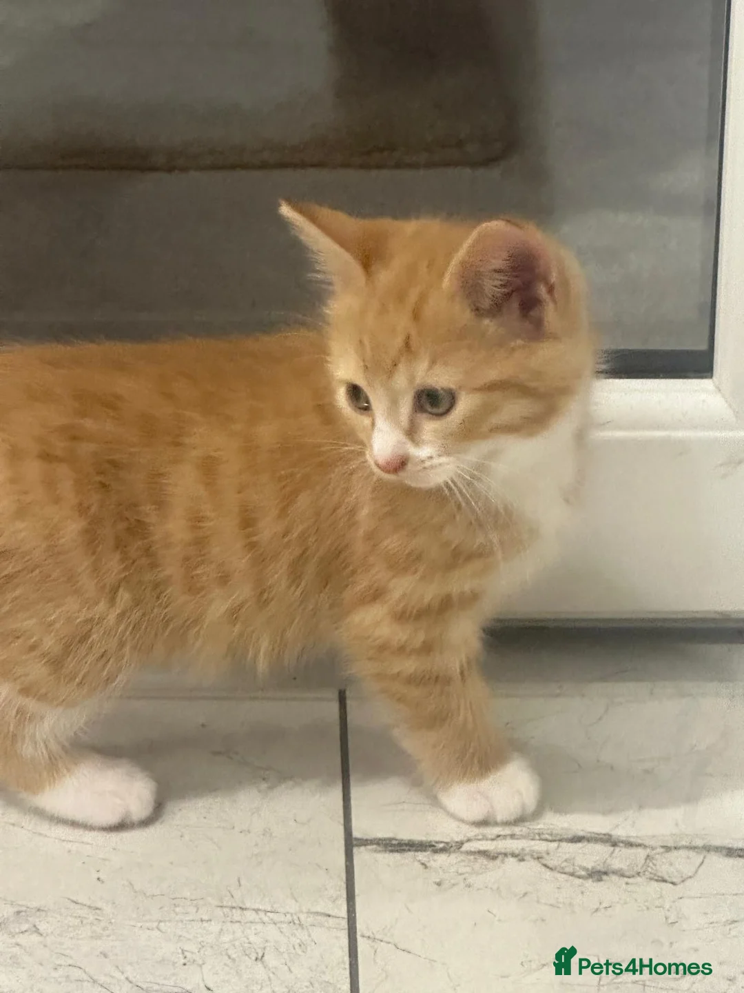 Mixed Breed cats for sale: Bsh x. Kittens - Advert 3
