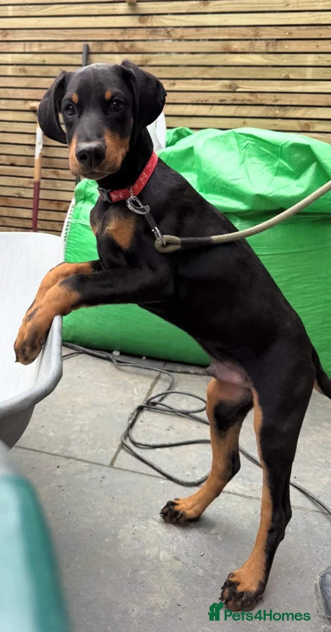 Dobermann dogs for sale: Doberman for sale  - Advert 1