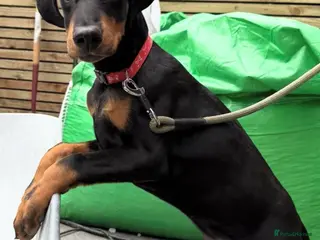 Dobermann dogs Doberman for sale - Advert 3