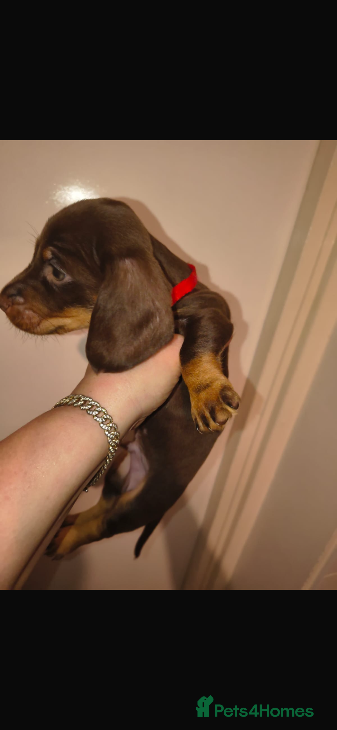 Dachshund dogs for sale: 6 miniature dauchund puppies for sale  - Advert 7